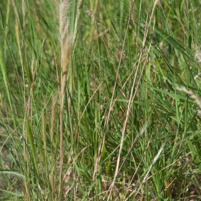 Aristida congesta Roem. & Schult. | Plants of the World Online | Kew ...