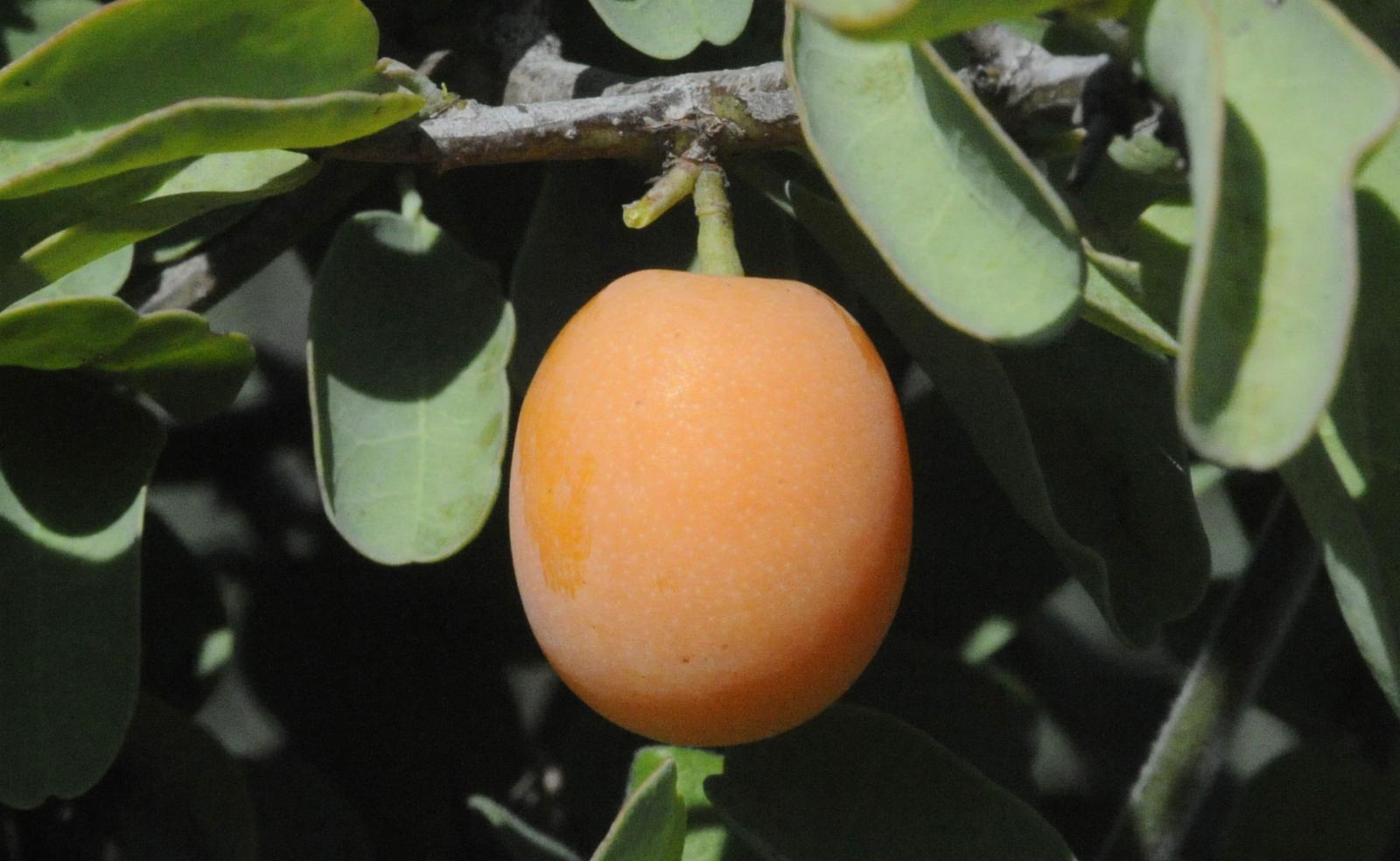 Ximenia Fruit