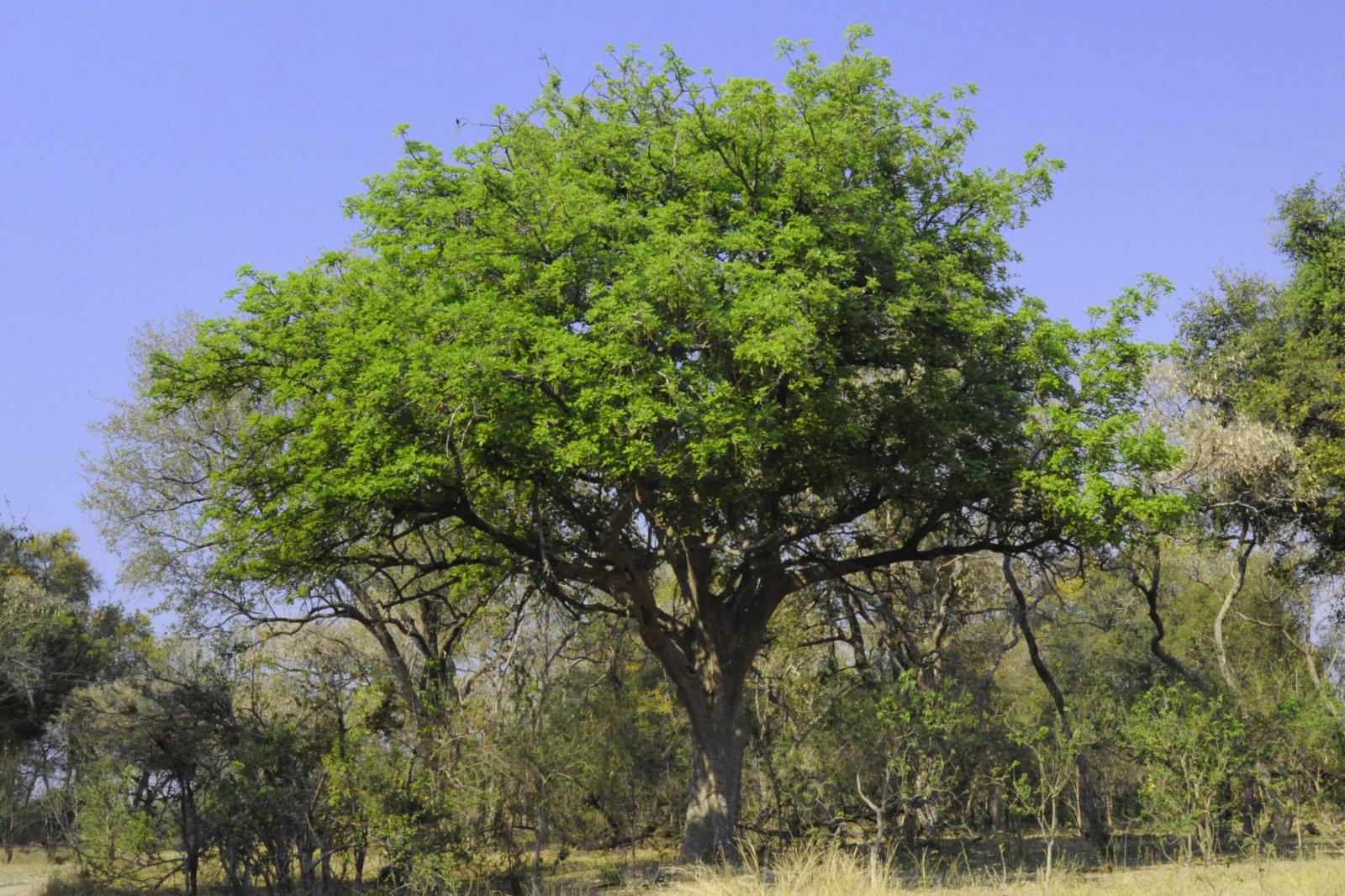 Full article: Therapeutic importance of Kigelia africana subsp. africana:  an alternative medicine