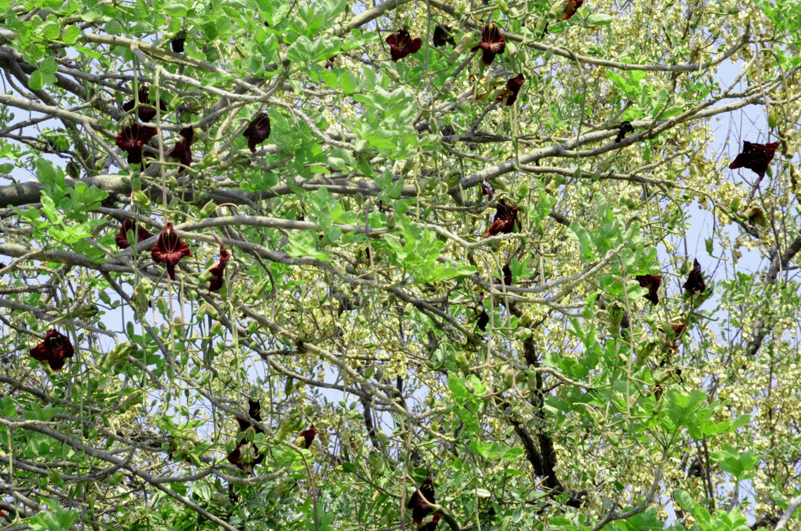 Kigelia africana (Lam.) Benth., Purwodadi Botanic Garden Pa…