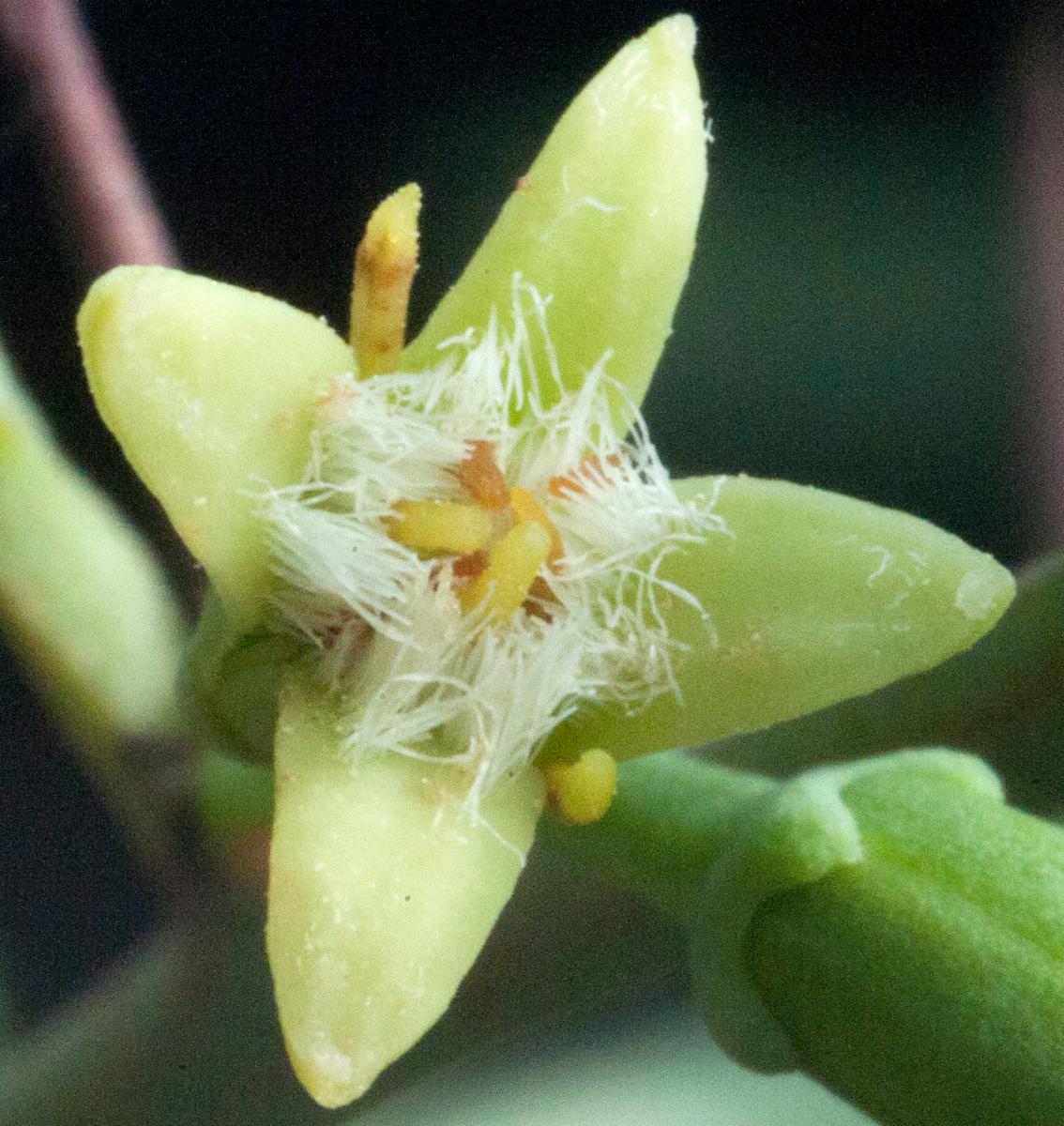 Ximenia Americana L Plants Of The World Online Kew Science