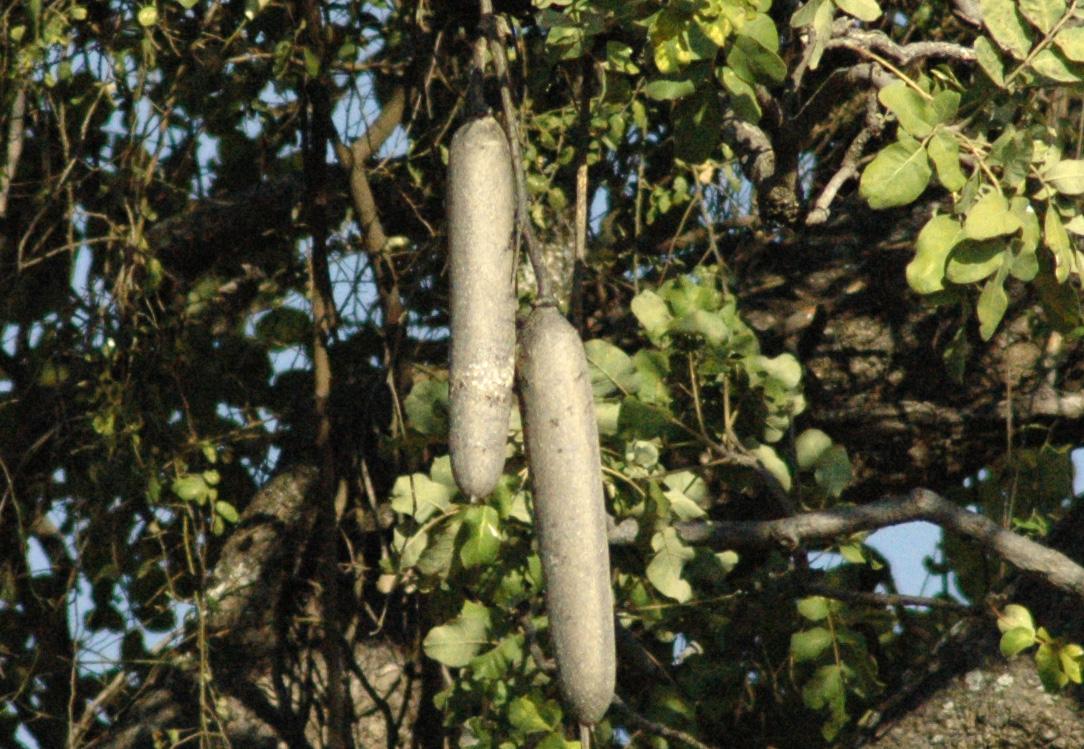 Kigelia africana (Lam.) Benth., Taman Mini Indonesia Indah.…