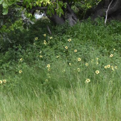 Hibiscus ovalifolius (Forssk.) Vahl | Plants of the World Online | Kew ...