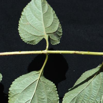 Lantana rugosa Thunb. | Plants of the World Online | Kew Science