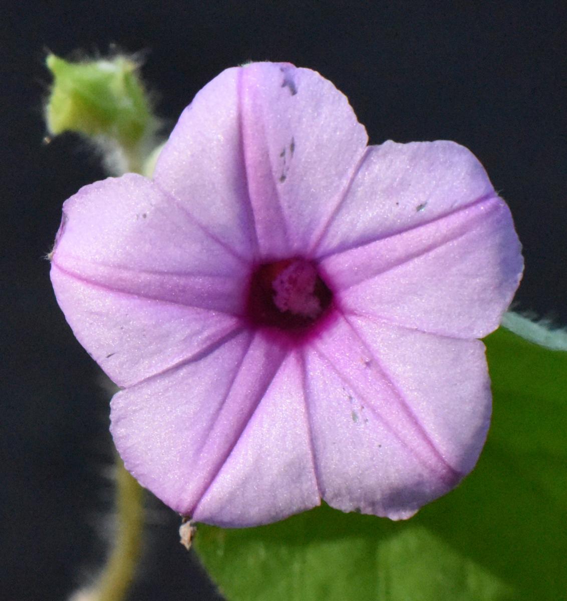 Ipomoea biflora (L.) Pers. | Plants of the World Online | Kew Science