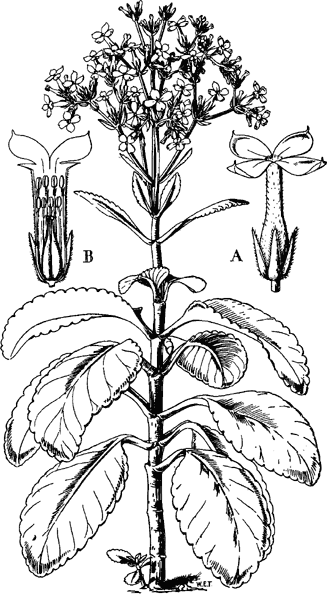 Kalanchoe crenata (Andrews) Haw. | Plants of the World Online | Kew Science