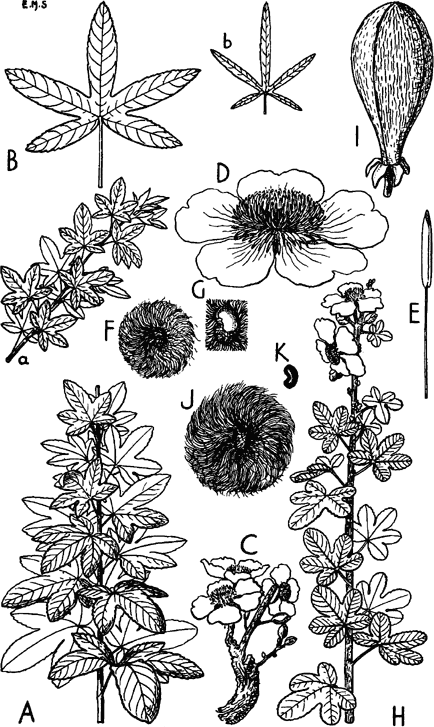 Cochlospermum regium (Schrank) Pilg., Plants of the World Online