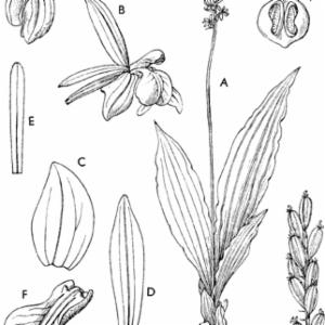 Liparis rufina (Ridl.) Rchb.f. ex Rolfe | Plants of the World Online ...