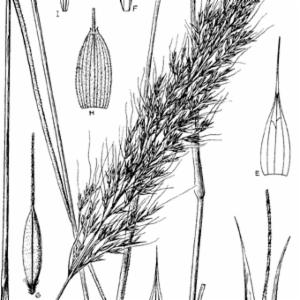 Loudetia flavida (Stapf) C.E.Hubb. | Plants of the World Online | Kew ...