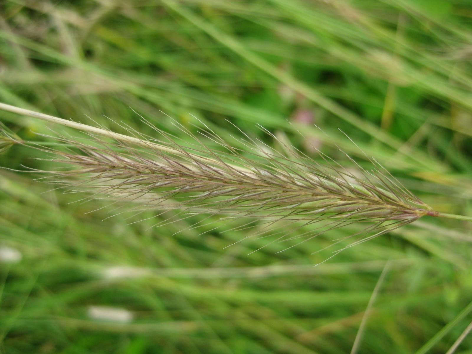 Rye-barley