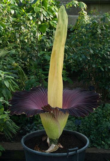 Amorphophallus titanum (Becc.) Becc. | Plants of the World Online | Kew ...