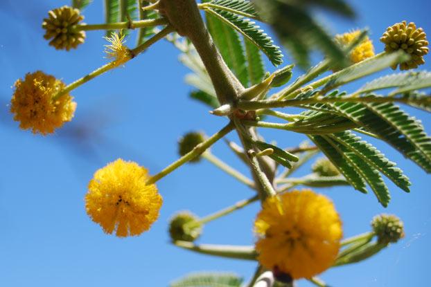 Vachellia Nilotica L P J H Hurter Mabb Plants Of The World Online Kew Science