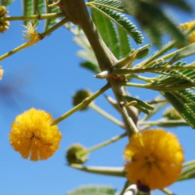 ACACIA LUX Vassoio da portata nero, naturale H 1,8 x W 78 x D 25 cm