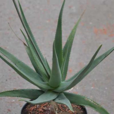 aloe vera saft gesicht Bio Aloe Vera Saft – Natürlicher Vital-Drink für Dich main image 0