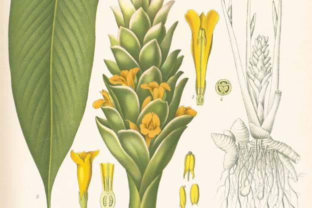 Figure 3: Illustration of Curcuma longa by Franz Eugen Kohler, from Kohler's Medicinal Plants, 1887. Digital Image © Board of Trustees, RBG Kew (unless otherwise stated). 
