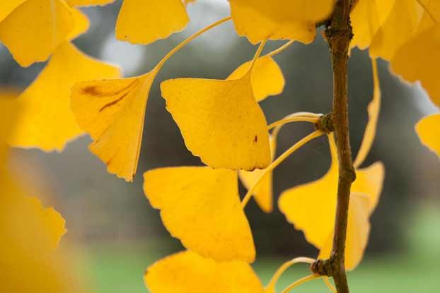 Ginkgo biloba - Ginkgo - 5 seeds - Onszaden