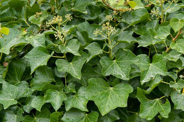 Hedera helix L. Plants of World Online | Kew Science