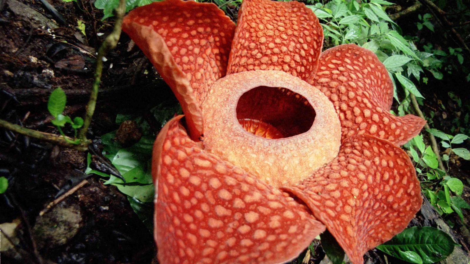 Arnoldii rafflesia Top 10