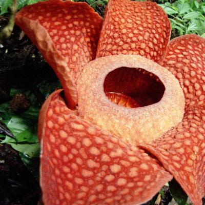 Rafflesia