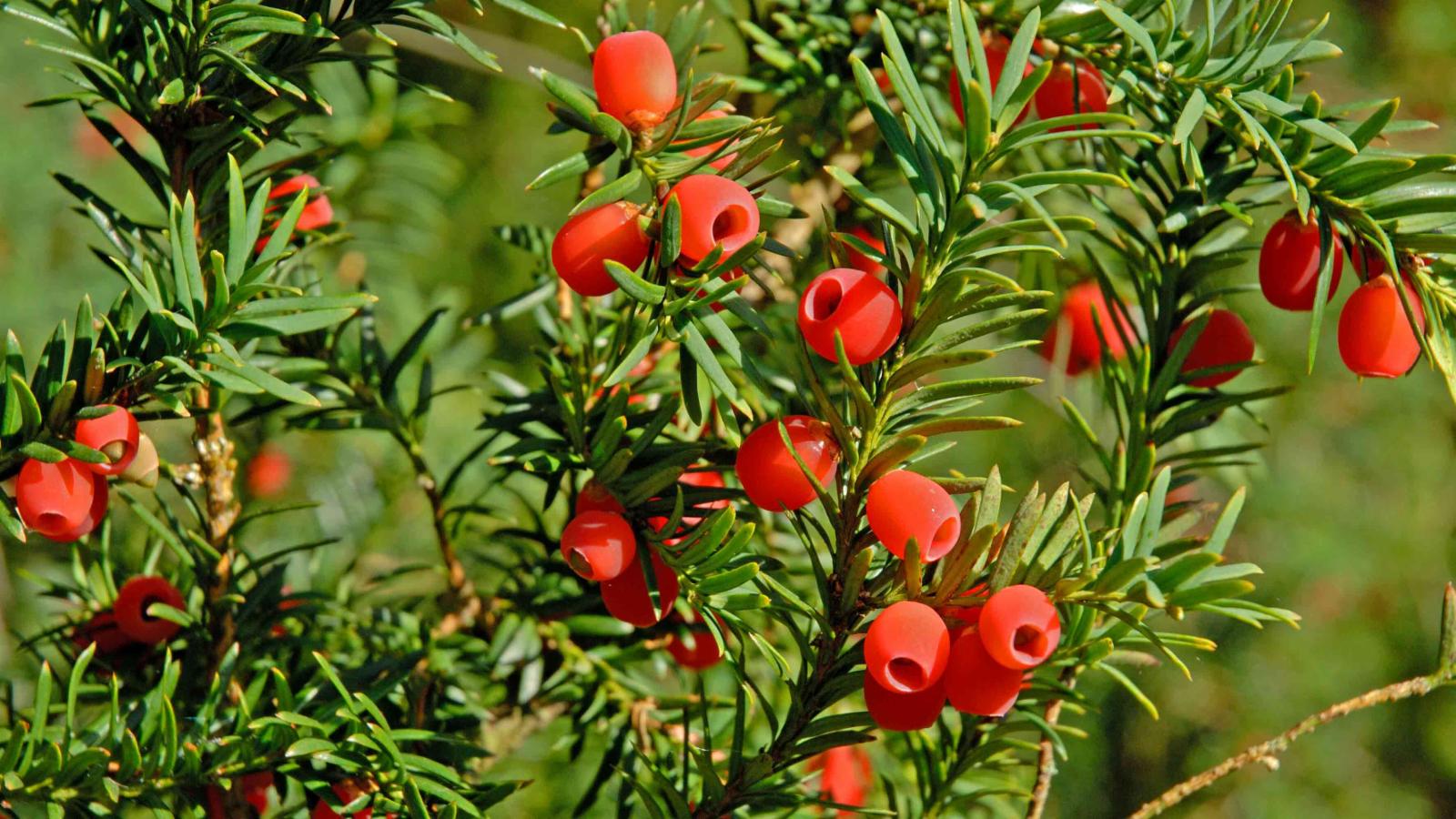 Тисс Taxus baccata