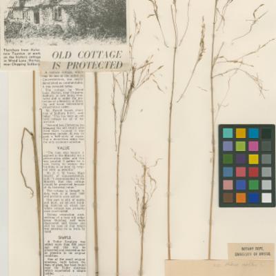 Deschampsia cespitosa (L.) P.Beauv. | Plants of the World Online | Kew ...