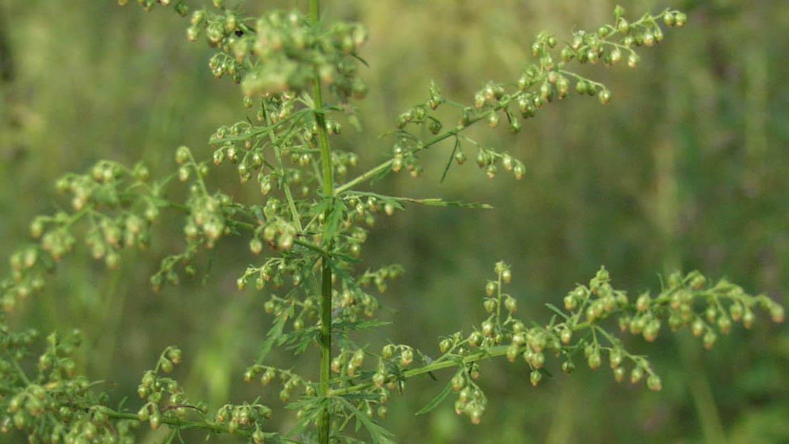 Artemisia annua L. in the field.