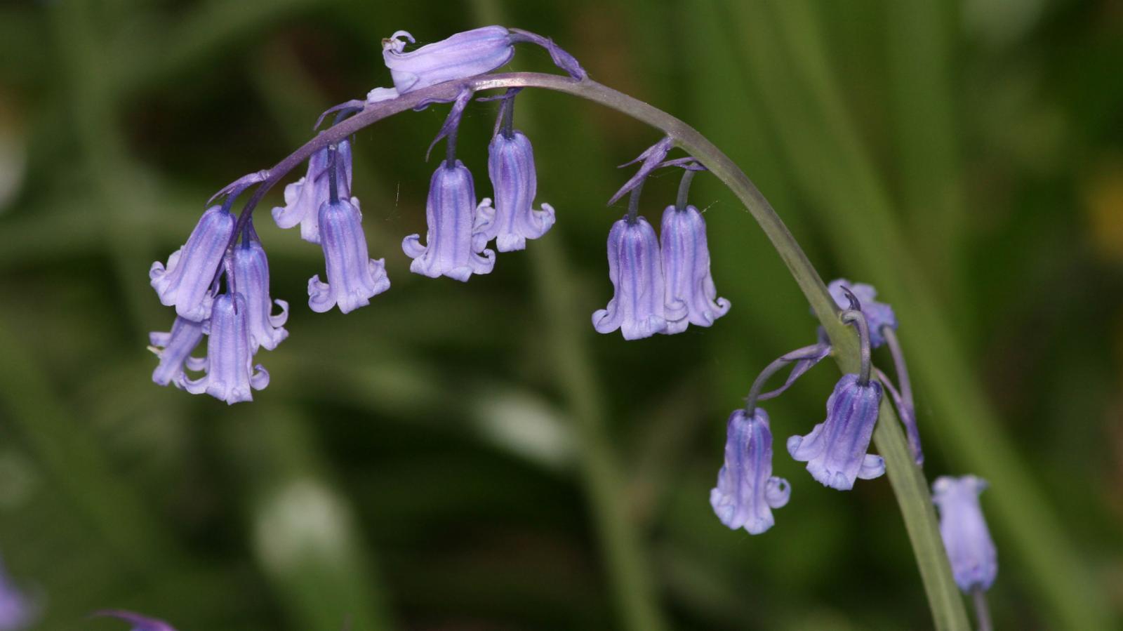 Hyacinthoides non-scripta (English Bluebells)