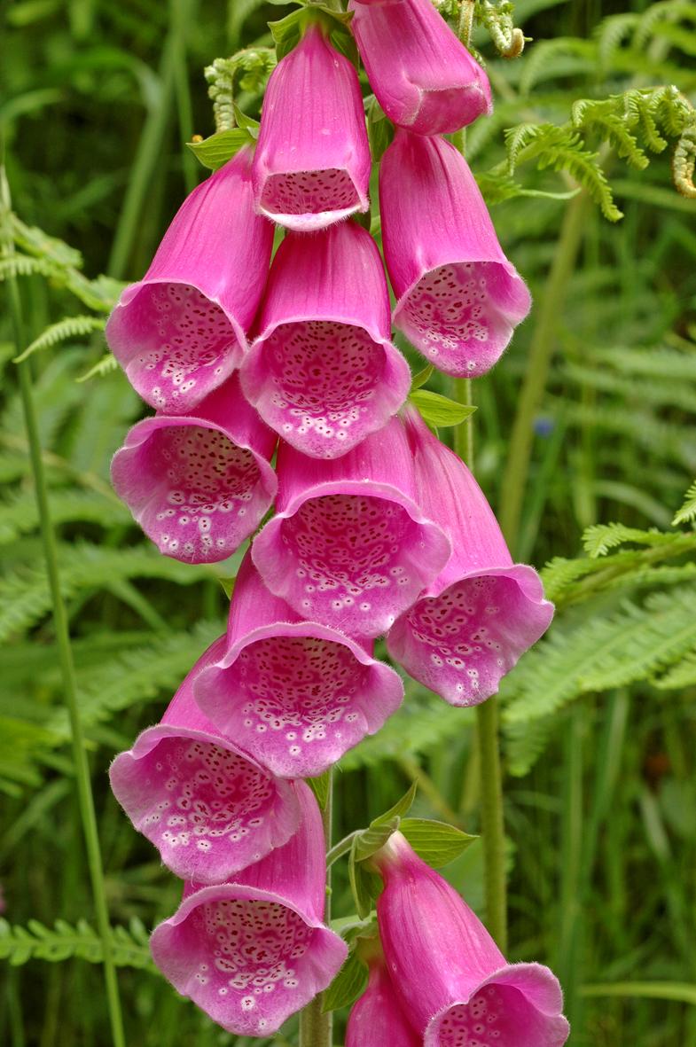 Foxglove