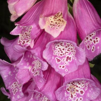 Digitalis purpurea L. | Plants of the World Online | Kew Science