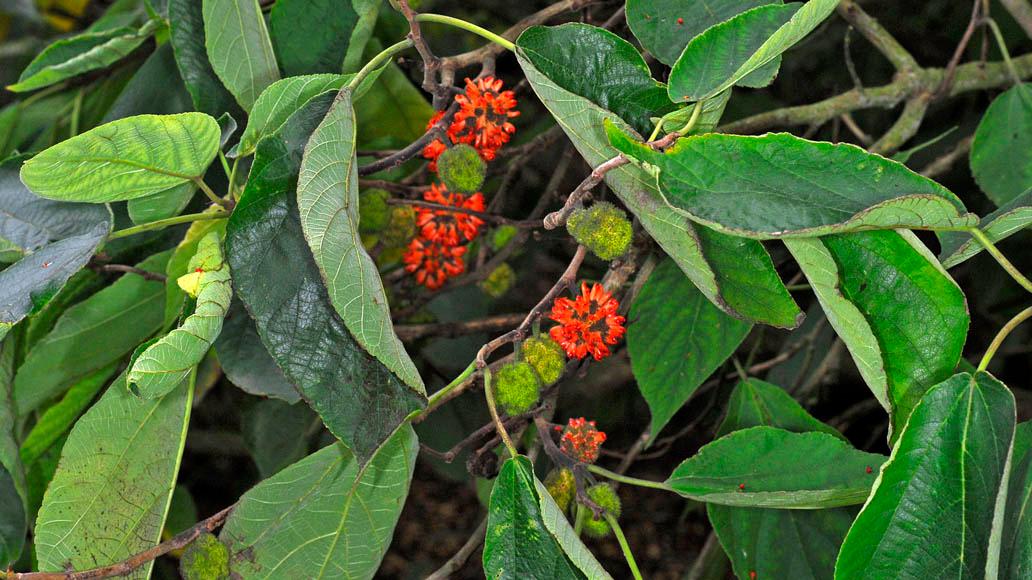 Бруссонетия бумажная. Broussonetia papyrifera Бруссонетия. Листья Broussonetia papyrifera. Бруссонетия бумажное дерево. Бруссонетия бумажная (Broussonetia papyrifera).