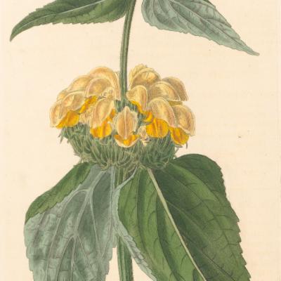 Phlomis russeliana (Sims) Lag. ex Benth. | Plants of the World Online ...