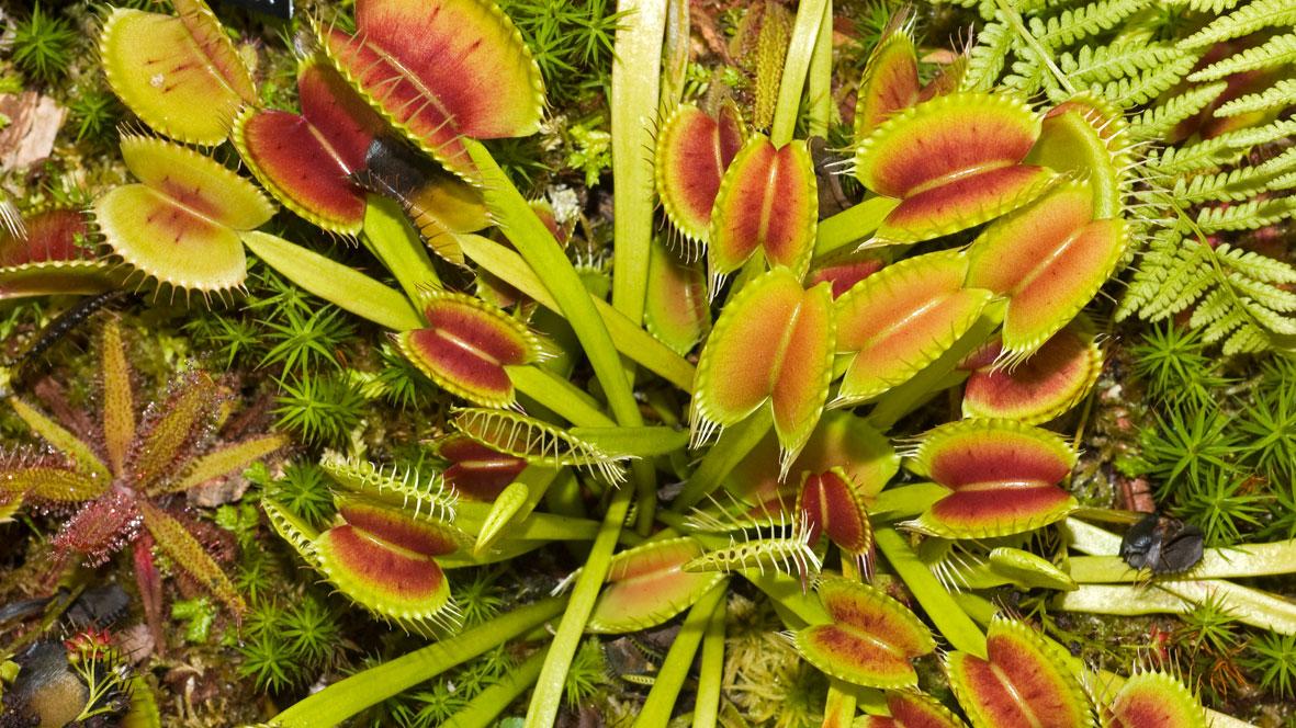 Dionaea muscipula J.Ellis | Plants of the World Online | Kew Science