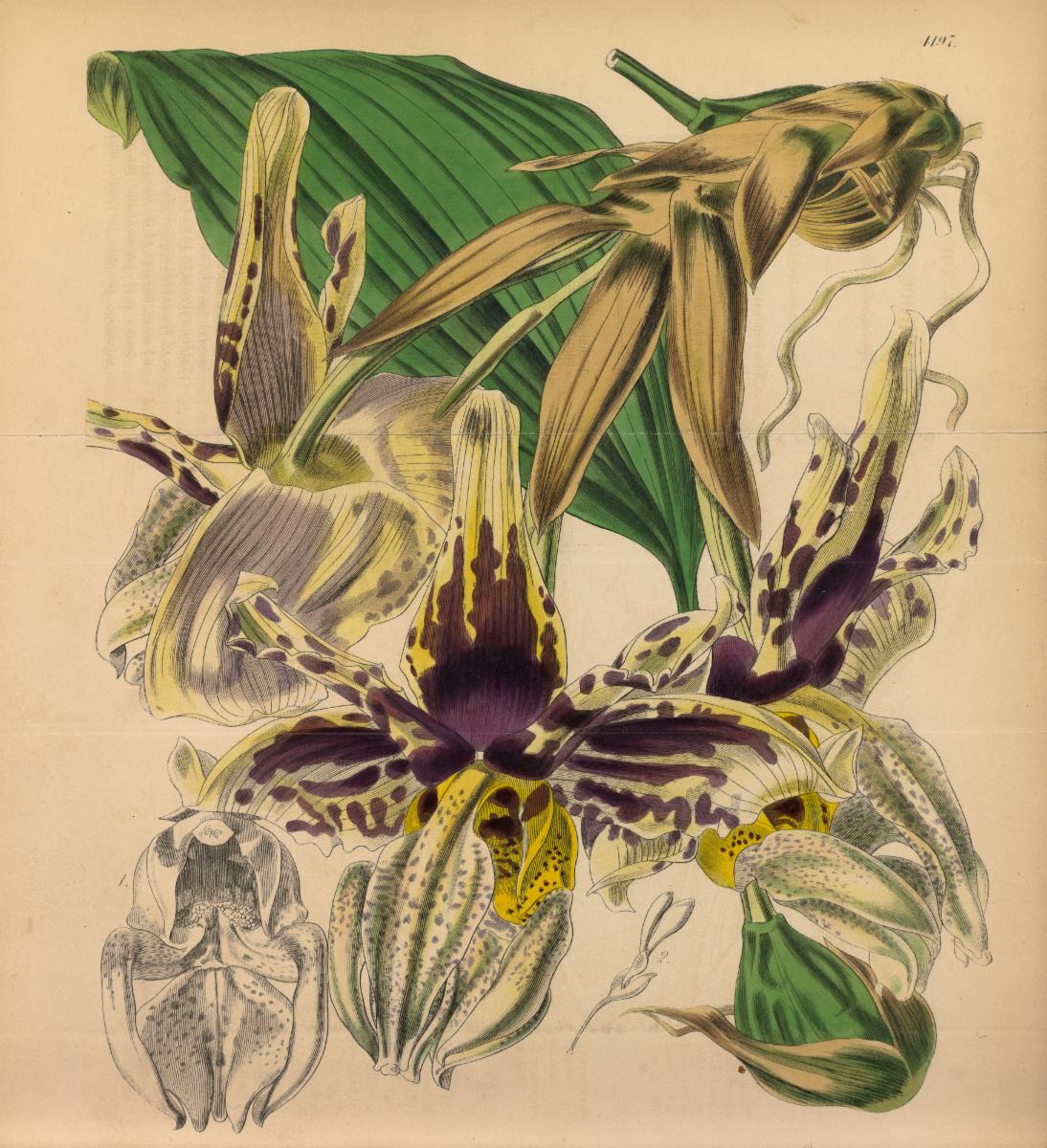 Stanhopea J.Frost ex Hook. | Plants of the World Online | Kew Science