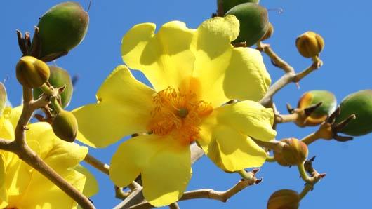 Cochlospermum regium (Schrank) Pilg., Plants of the World Online