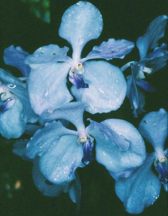 Vanda in live Spanish Moss, Vanda Tailor Blue (V. coerulea …