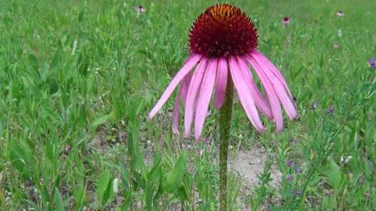 echinacea angustifolia