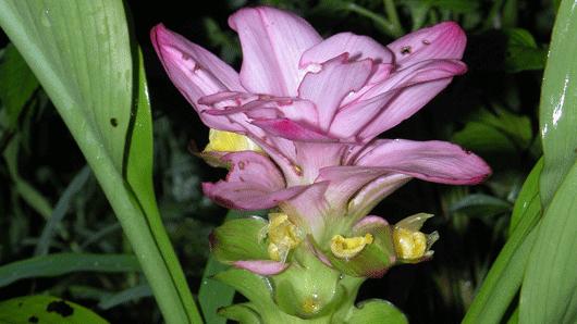 Plants de Curcuma x3