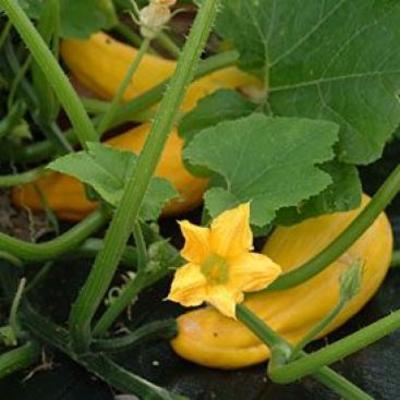 cucurbita pepo plant