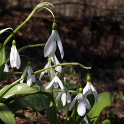 Galanthus L. | Plants of the World Online | Kew Science