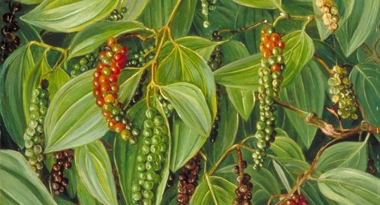Piper nigrum L. | Plants of the World Online | Kew