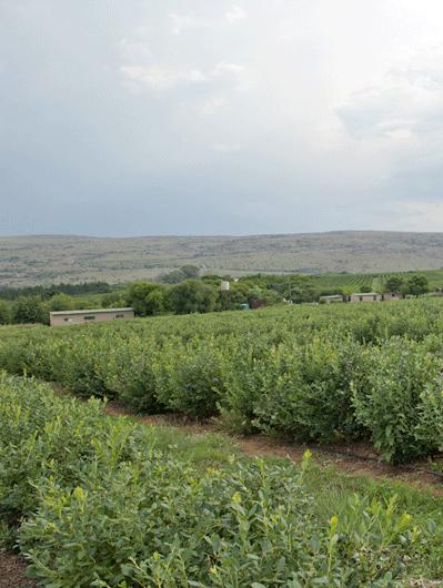 Northern Highbush Blueberry