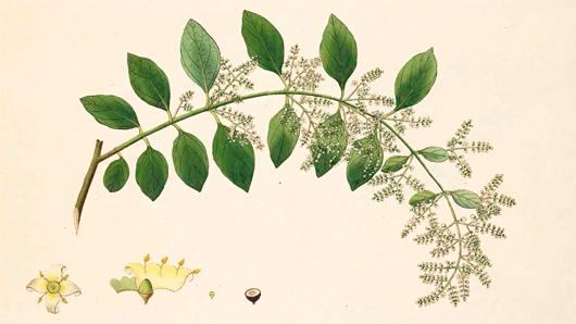 Salvadora persica L. Plants of the World Online Kew Science