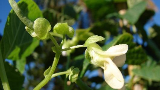 Notes about Phaseolus pallar Molina  (Leguminosae-Papilionoideae-Phaseoleae): alas but at best a synonym! - CGIAR