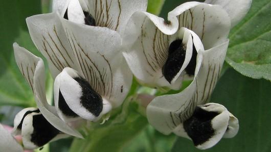 Faba Bean - Crop Wild Relatives