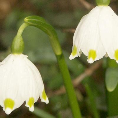 Leucojum vernum L. | Plants of the World Online | Kew Science