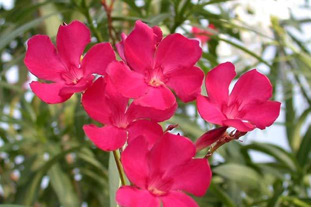 nerium oleander leaf