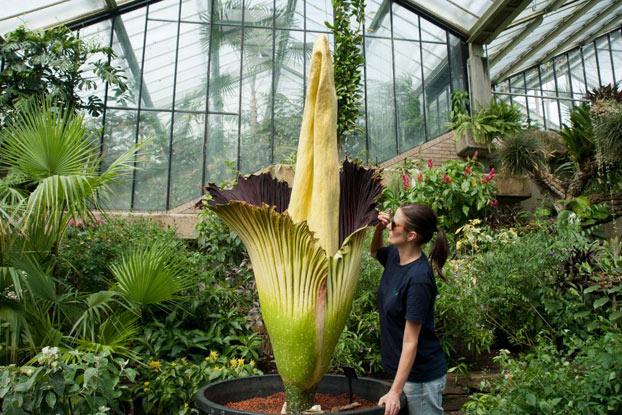 omg-facts-biggest-flower-in-world