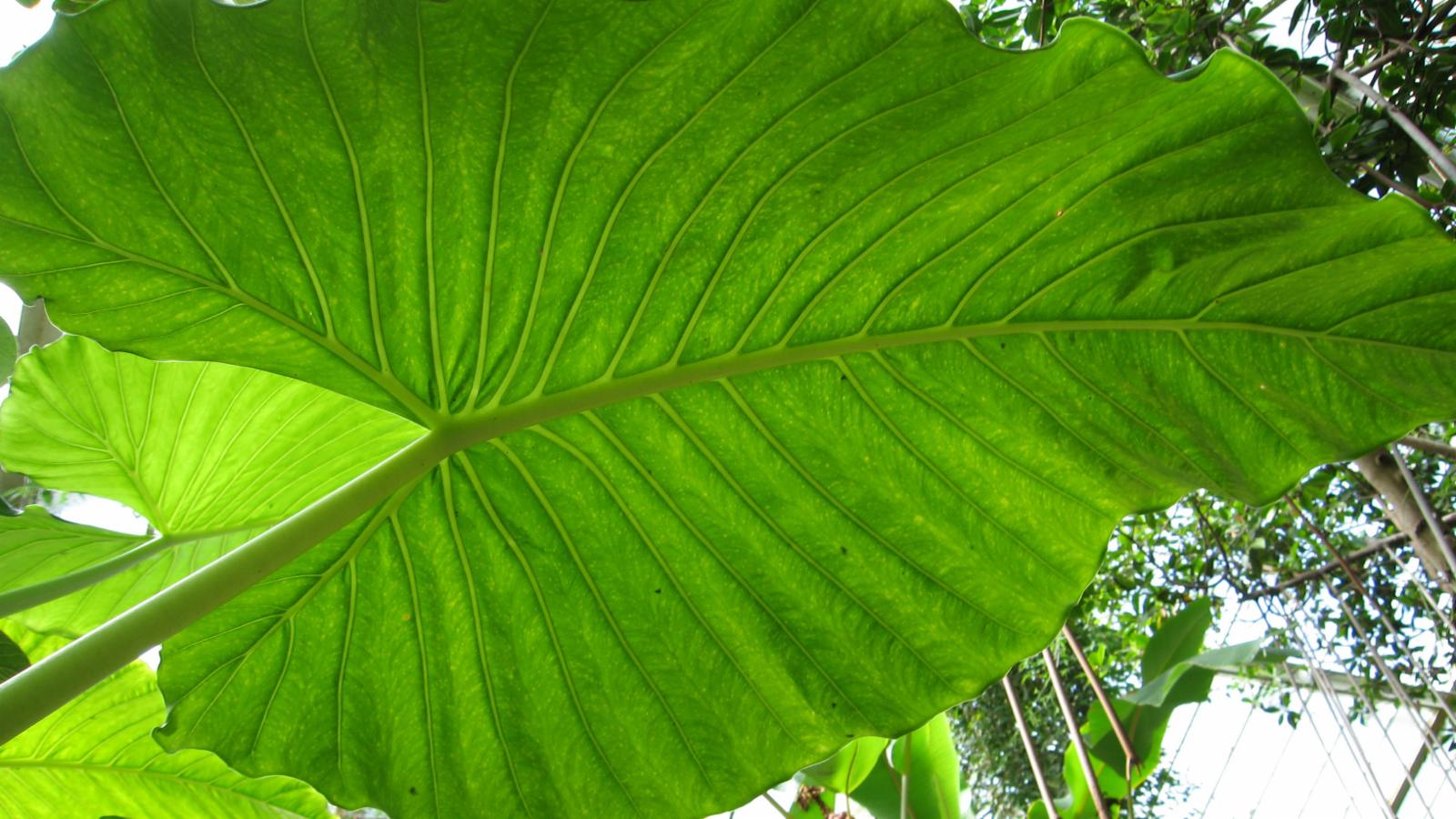 Alocasia macrorrhizos