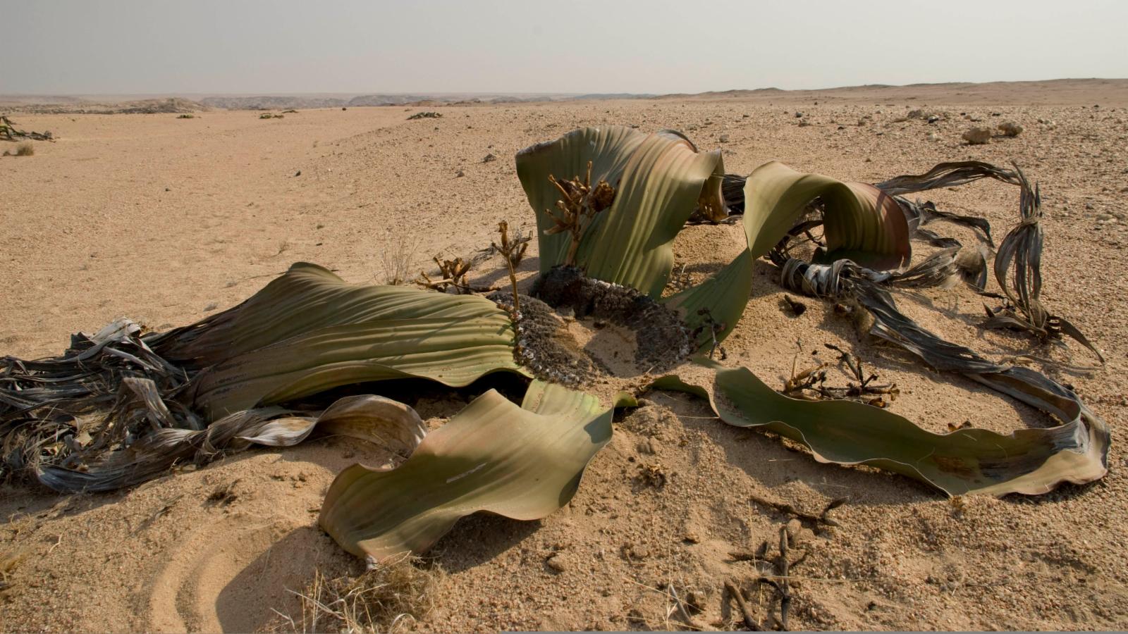 mirabilis | Plants of the World Online | Science