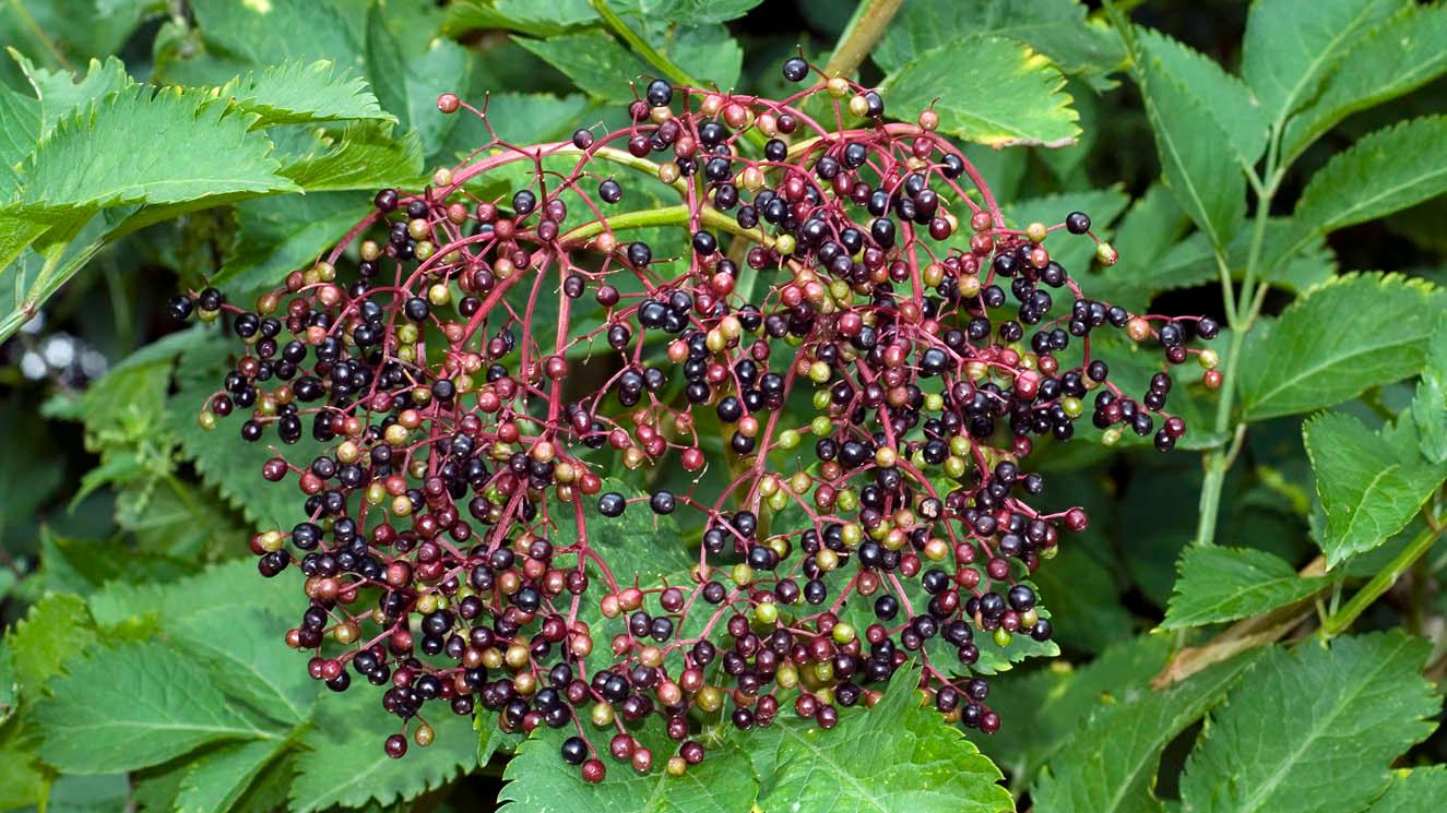 sambucus nigra